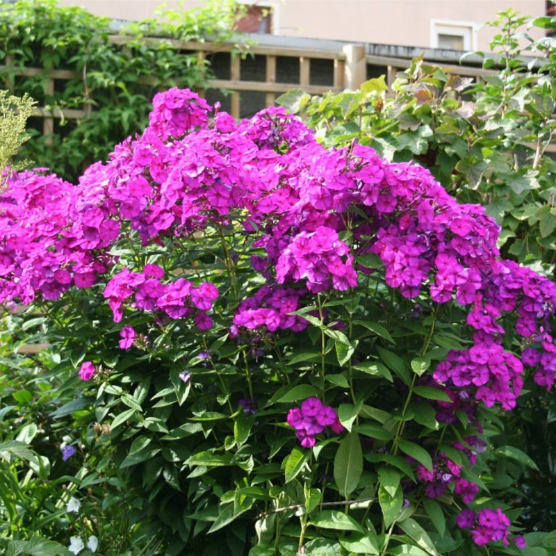 Флокс метельчатый (Phlox paniculata)