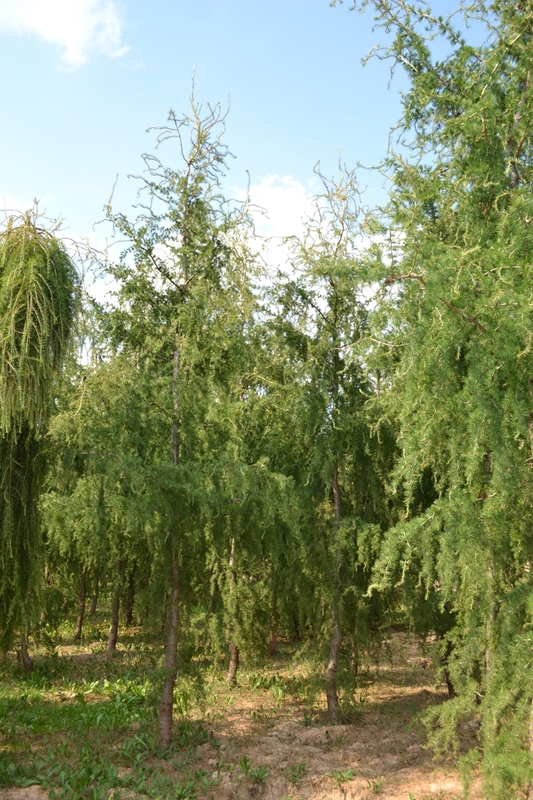 Лиственница европейская Хорстманн Рекурвед (Larix decidua 'Horstmann Recurved')