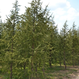 Лиственница европейская Хорстманн Рекурвед (Larix decidua 'Horstmann Recurved')