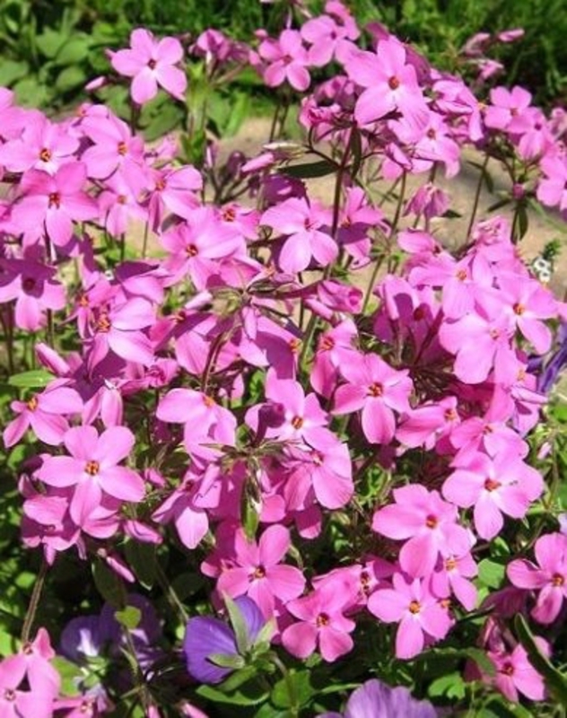 Флокс столонный Пурпуреа (Phlox stolonifera 'Purpurea')