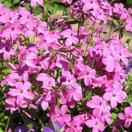 Флокс столонный Пурпуреа (Phlox stolonifera 'Purpurea')