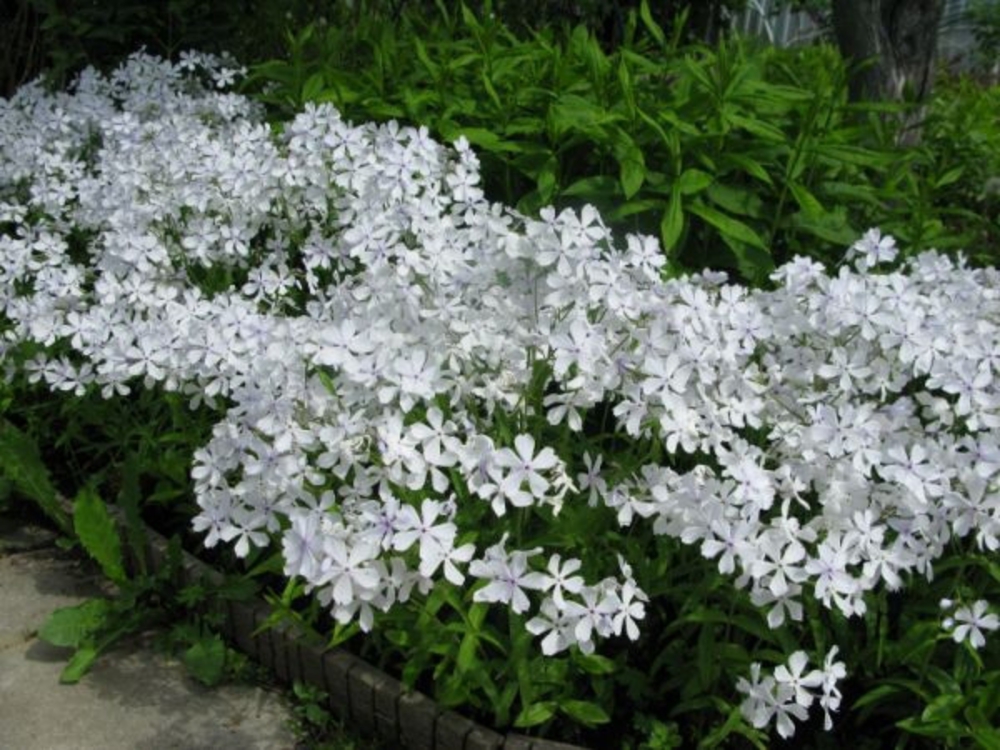 Флокс растопыренный Вайт Парфюм (Phlox divaricata 'White Perfume')