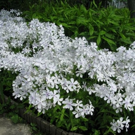 Флокс растопыренный Вайт Парфюм (Phlox divaricata 'White Perfume')
