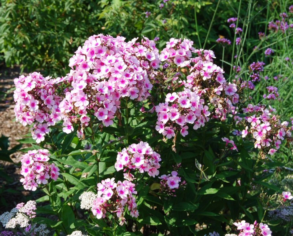 Флокс метельчатый Брайт Айз (Phlox paniculata 'Bright Eyes')