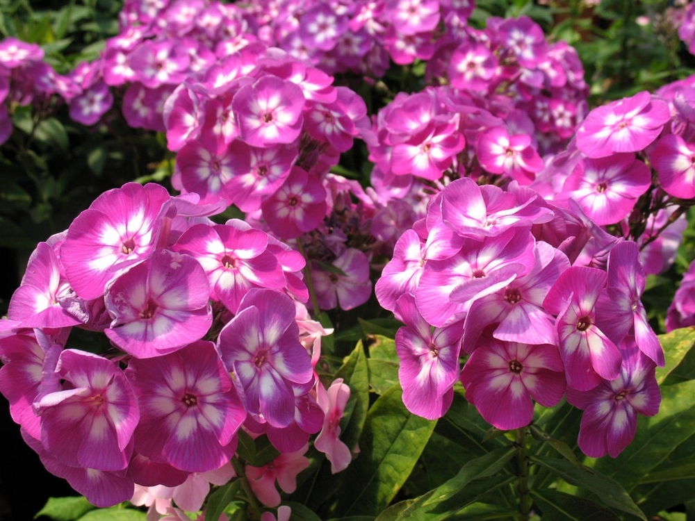 Флокс метельчатый Лаура (Phlox paniculata 'Laura')
