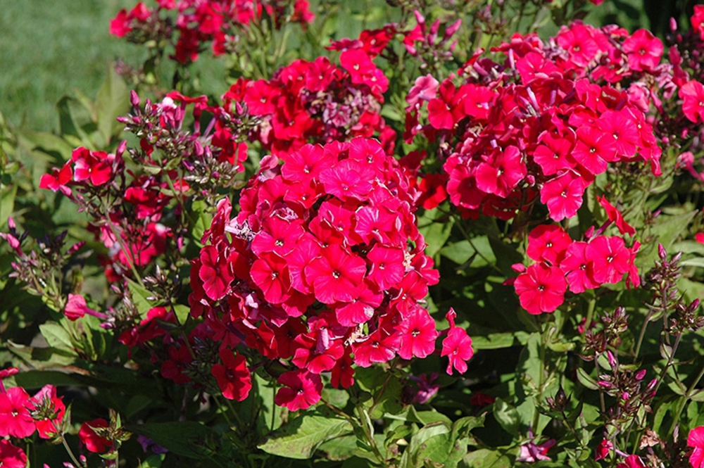 Флокс метельчатый Мисс Мэри (Phlox paniculata 'Miss Mary')