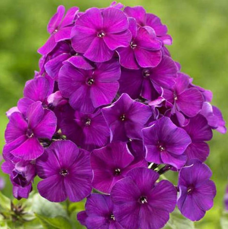 Флокс метельчатый Ники (Phlox paniculata 'Nicky')