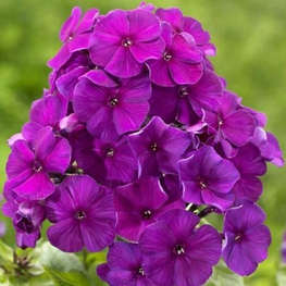 Флокс метельчатый Ники (Phlox paniculata 'Nicky')