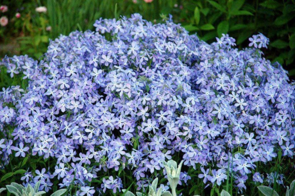 Флокс растопыренный Блю Парфюм (Phlox divaricata 'Blue Perfume')