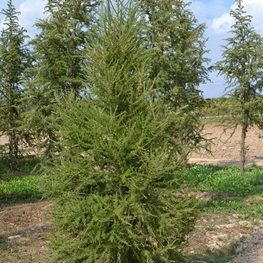 Лиственница европейская Фастигиата (Larix decidua 'Fastigiata')