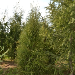 Лиственница европейская Фастигиата (Larix decidua 'Fastigiata')