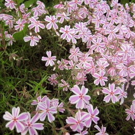 Флокс шиловидный Кэнди Страйпс (Phlox subulata 'Candy Stripes')