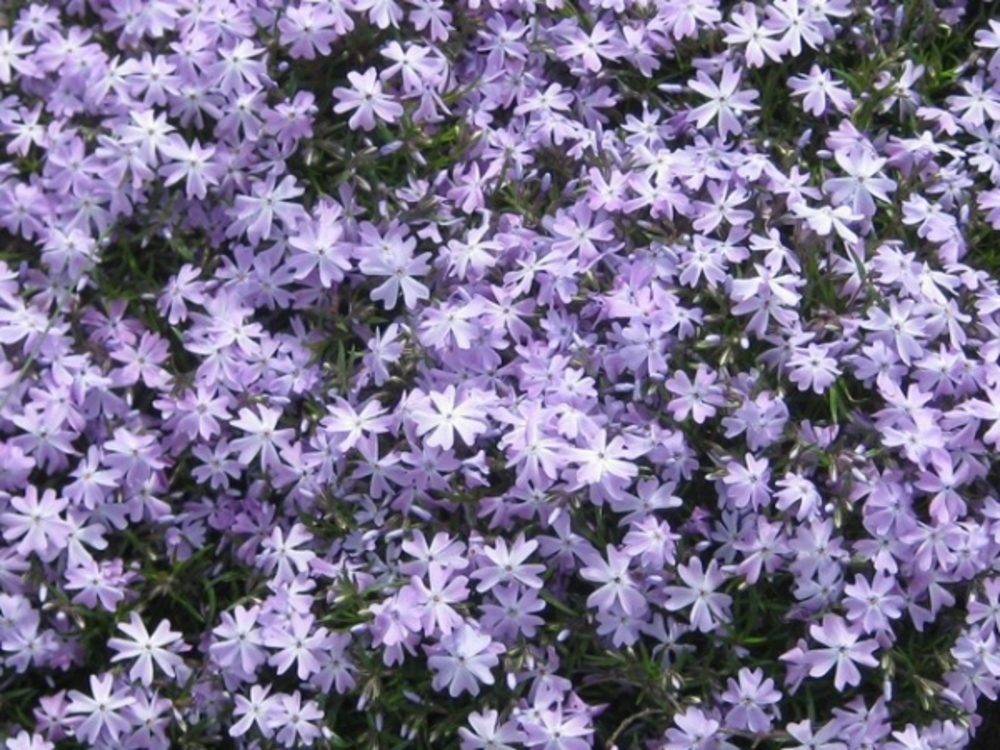 Флокс шиловидный Эмеральд Кушн Блю (Phlox subulata 'Emerald Cushion Blue')