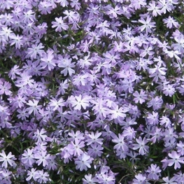 Флокс шиловидный Эмеральд Кушн Блю (Phlox subulata 'Emerald Cushion Blue')