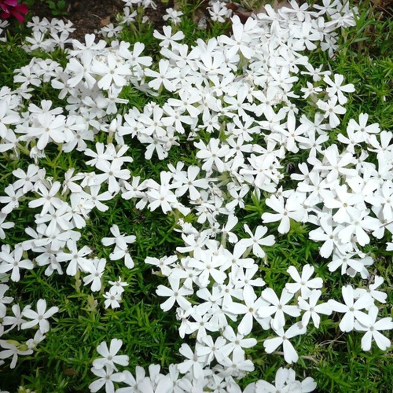 Флокс шиловидный Вайт Делайт (Phlox subulata 'White Delight')