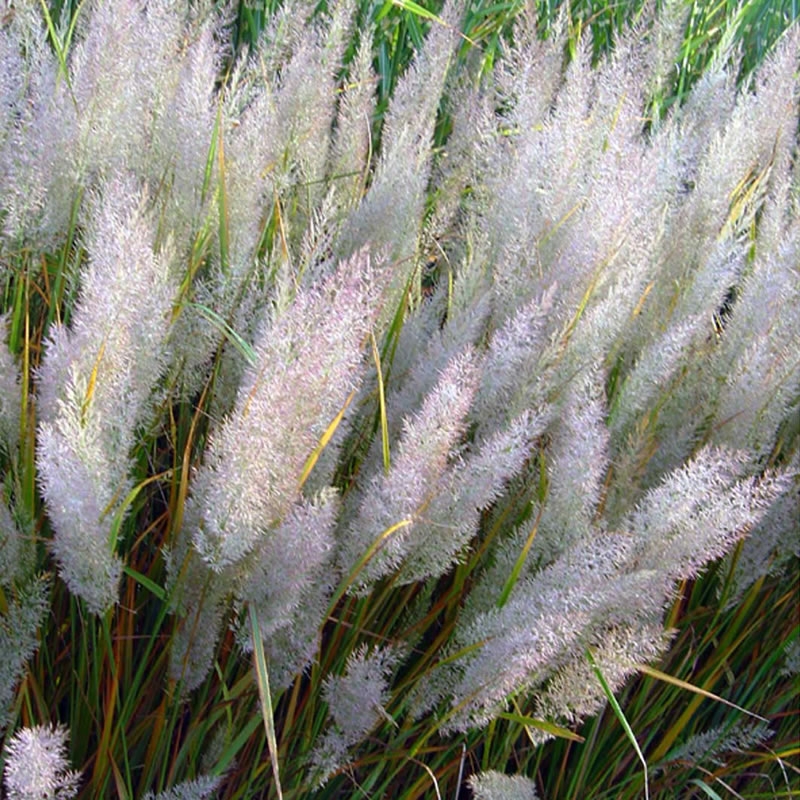 Вейник коротковолосистый (Calamagrostis brachytricha)