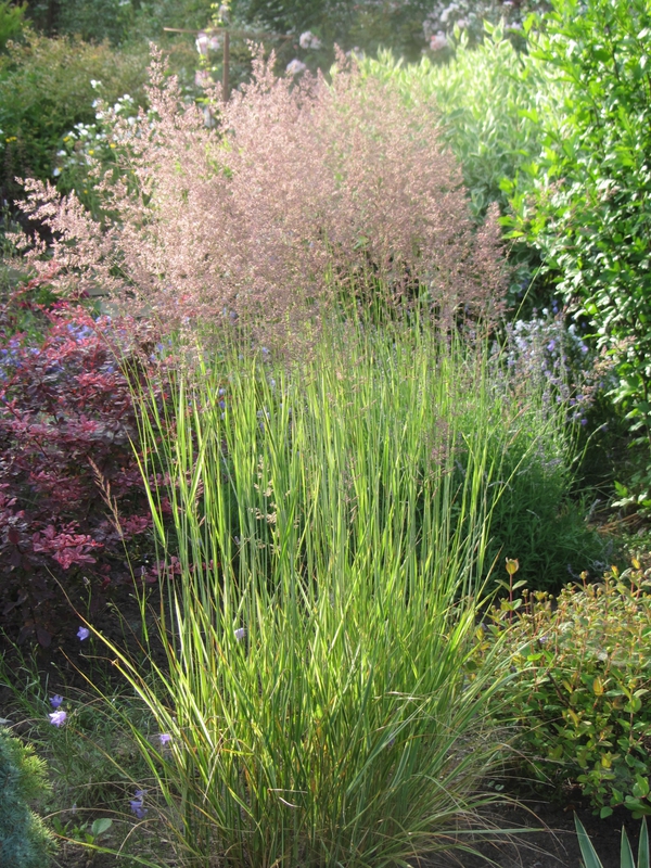 Вейник остроцветковый Овердам (Calamagrostis x acutiflora 'Overdam')