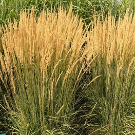 Вейник остроцветковый Карл Форстер (Calamagrostis x acutiflora 'Karl Foerster')