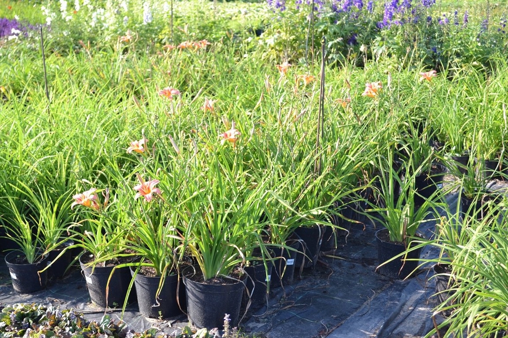 Лилейник гибридный (Hemerocallis x hybrida)