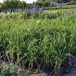 Лилейник гибридный (Hemerocallis x hybrida)