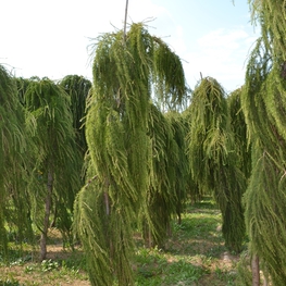 Лиственница европейская Репенс (Larix decidua 'Repens')