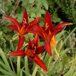 Лилейник гибридный Кримсон Пайрет (Hemerocallis 'Crimson Pirate')