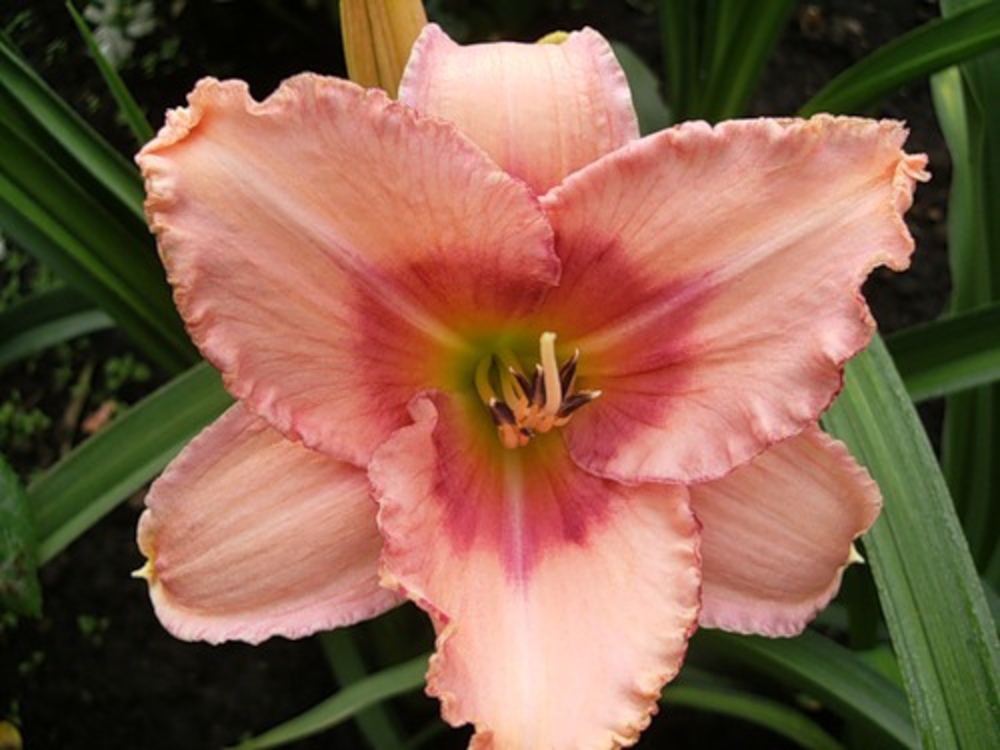 Лилейник гибридный Строберри Филдс (Hemerocallis 'Strawberry Fields')