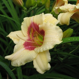 Лилейник гибридный Пандорас Бокс (Hemerocallis 'Pandoras Box')