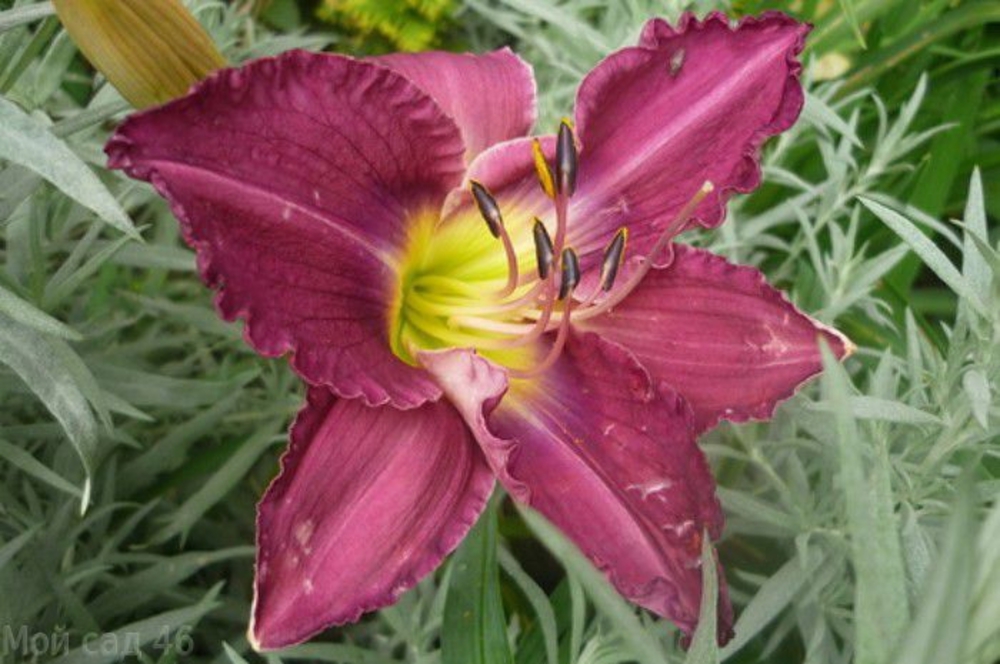 Лилейник гибридный Пурпл (Hemerocallis 'Purple')