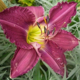Лилейник гибридный Пурпл (Hemerocallis 'Purple')
