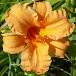 Лилейник гибридный Берти Феррис (Hemerocallis 'Berti Ferris')