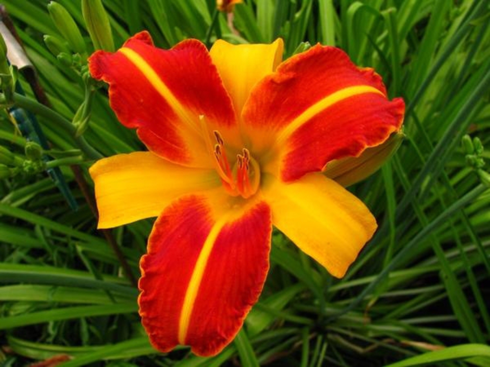 Лилейник гибридный Франс Халс (Hemerocallis 'Frans Hals')