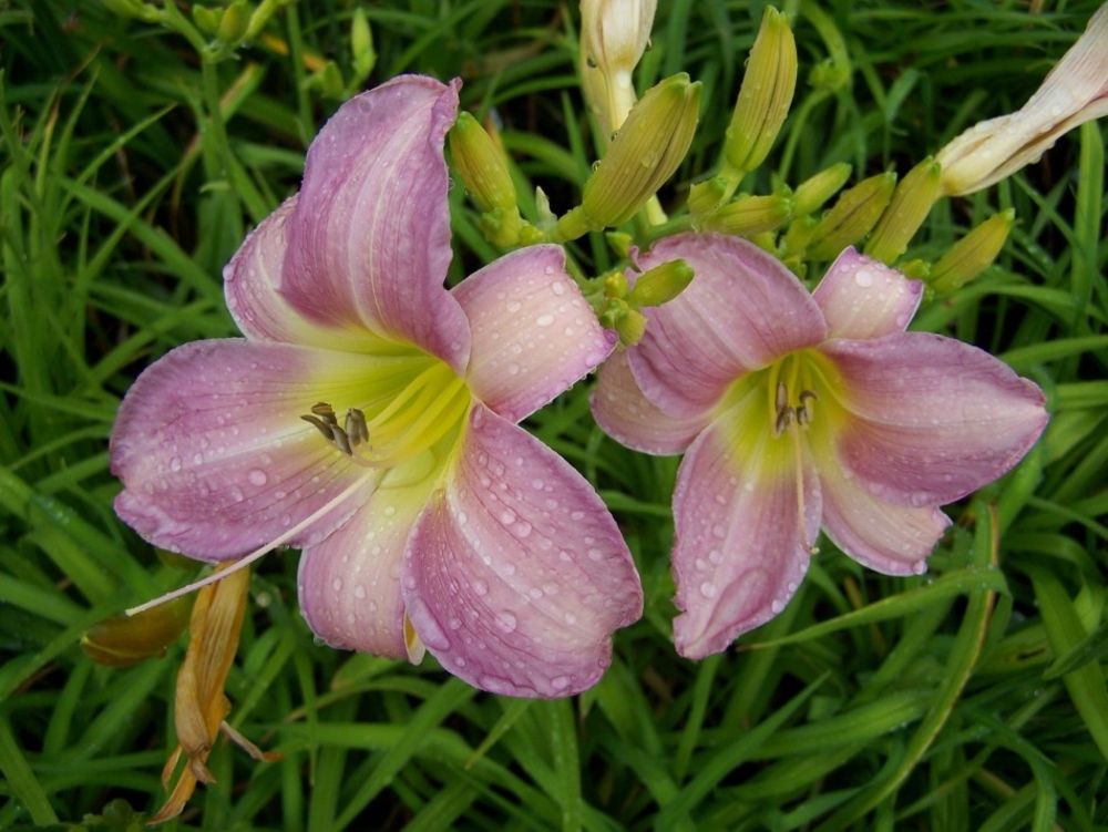 Лилейник гибридный Кэтрин Вудбери (Hemerocallis 'Catherine Woodbery')