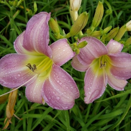 Лилейник гибридный Кэтрин Вудбери (Hemerocallis 'Catherine Woodbery')
