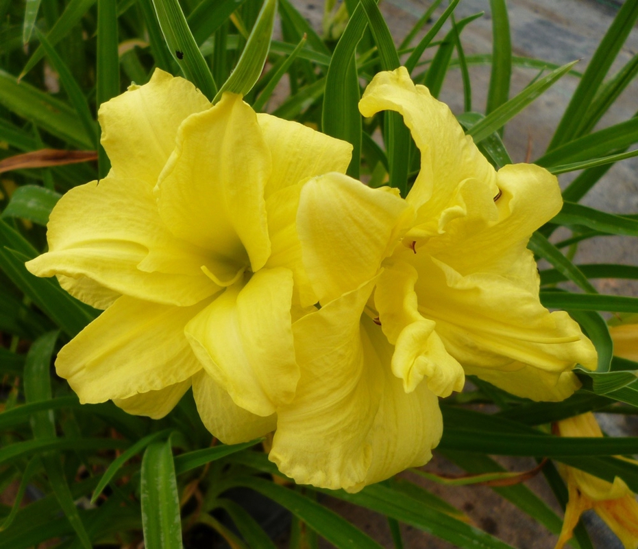 Лилейник гибридный Дабл Ривер Уай (Hemerocallis 'Double River Wye')