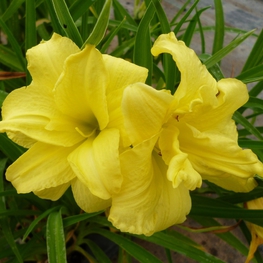 Лилейник гибридный Дабл Ривер Уай (Hemerocallis 'Double River Wye')