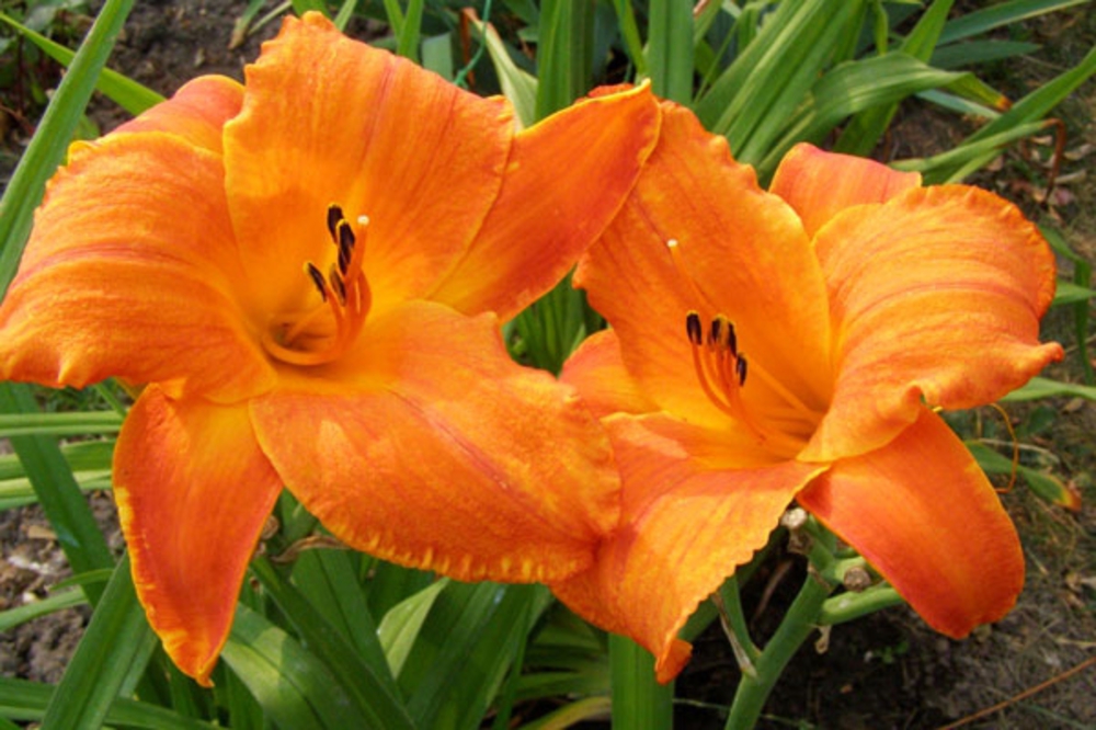 Лилейник гибридный Мауна Лоа (Hemerocallis 'Mauna Loa')
