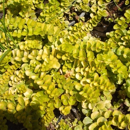 Вербейник монетчатый Ауреа (Lysimachia nummularia 'Aurea')