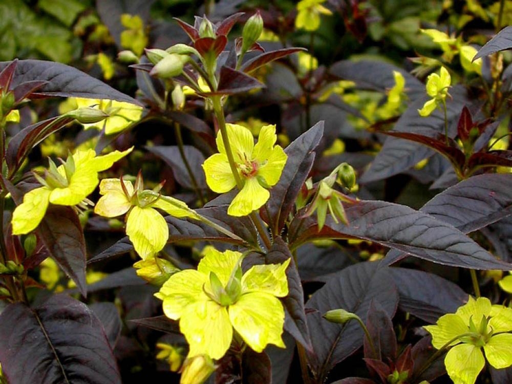 Вербейник реснитчатый Цилиата (Lysimachia ciliata)