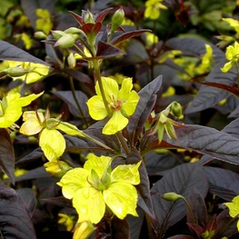Вербейник реснитчатый Цилиата (Lysimachia ciliata)