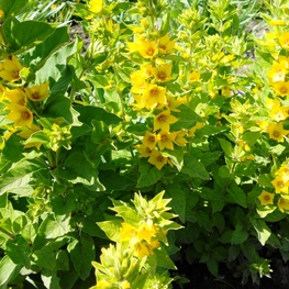 Вербейник точечный (Lysimachia punctata)