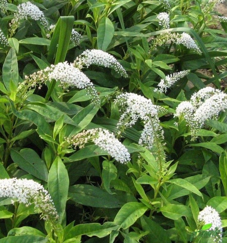 Вербейник ландышевый (Lysimachia clethroides)