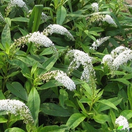 Вербейник ландышевый (Lysimachia clethroides)