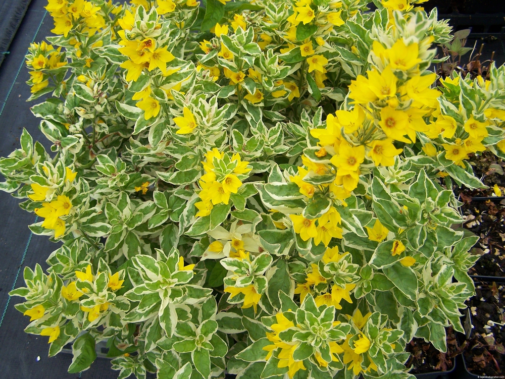 Вербейник точечный Александер (Lysimachia punctata 'Alexander')
