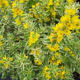 Вербейник точечный Александер (Lysimachia punctata 'Alexander')
