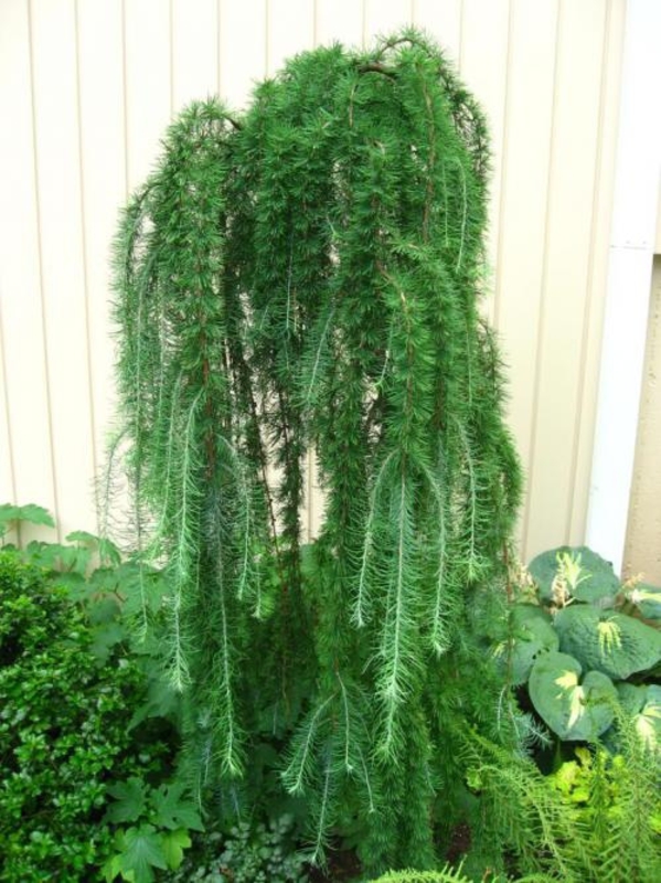 Лиственница европейская Пули (Larix decidua 'Puli')