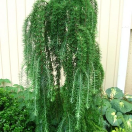 Лиственница европейская Пули (Larix decidua 'Puli')