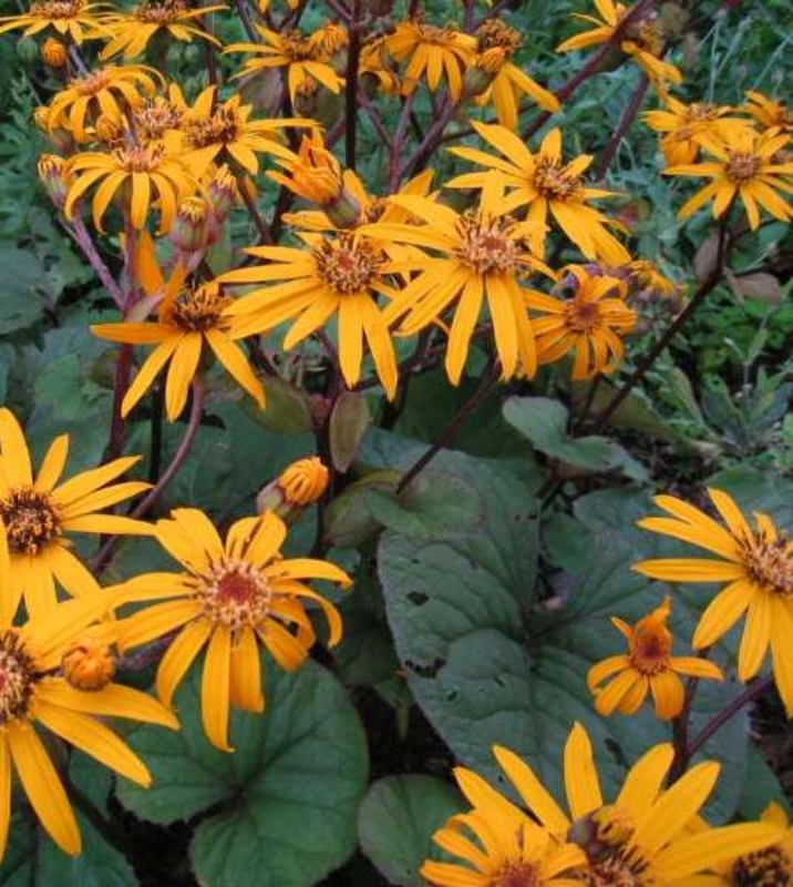 Бузульник зубчатый Дездемона (Ligularia dentata 'Desdemona')