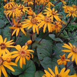 Бузульник зубчатый Дездемона (Ligularia dentata 'Desdemona')