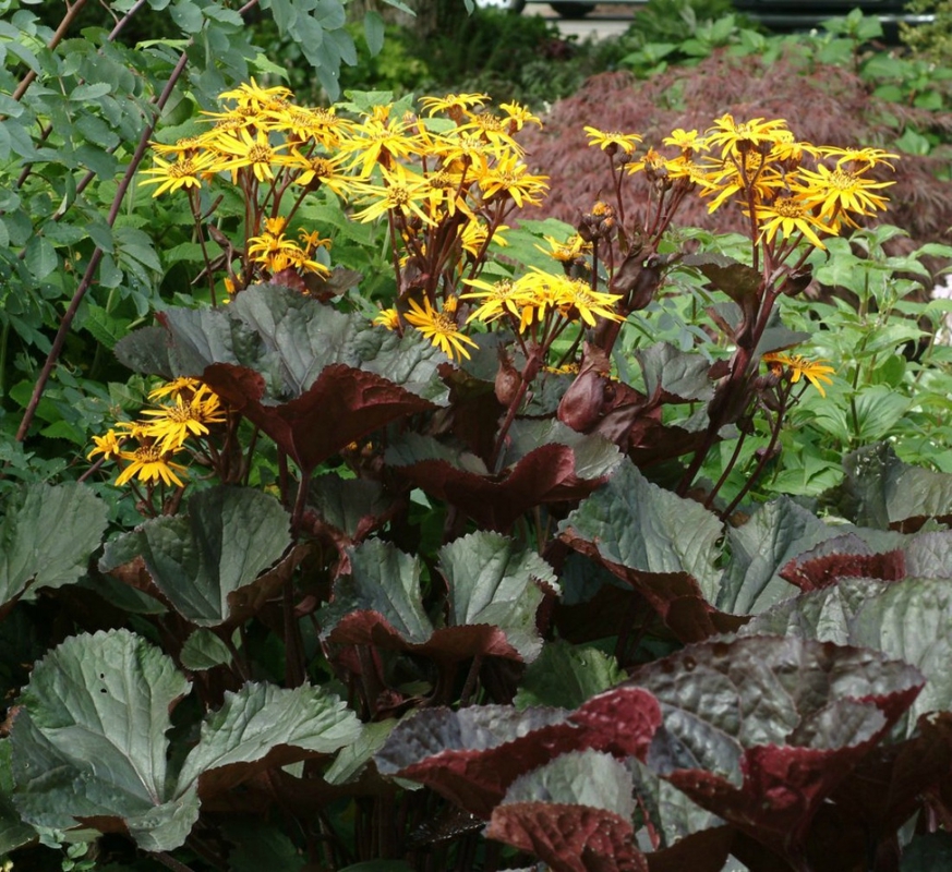 Бузульник зубчатый Миднайт Леди (Ligularia dentata 'Midnight Lady')